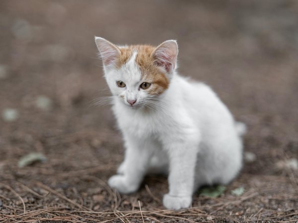 Un magazine sur les animaux : conseils et découvertes fascinantes