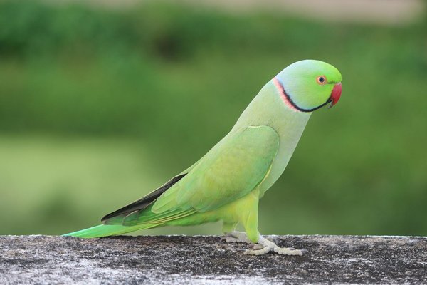 Quand toilettage pour chien : l'importance d'un bon programme