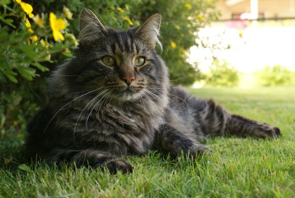 Maine coon grande taille : caractéristiques et soins pour ce géant doux